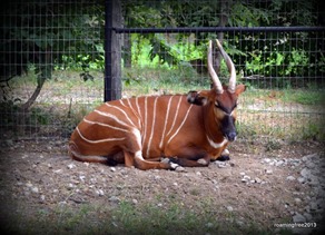 Bongo . . . I think they are related to antelope