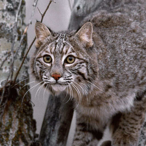 Hd-142375-ascw142375