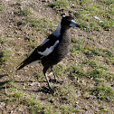 Australian Magpie