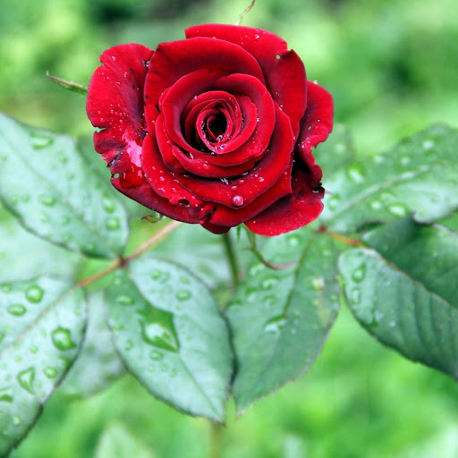 Hd-177990-ascw177990