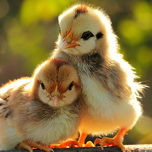 Hd-142513-ascw142513