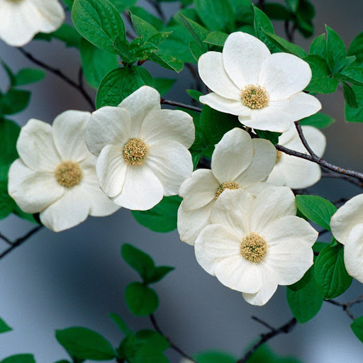 Hd-151315-ascw151315