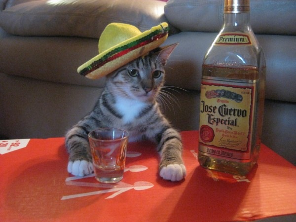 [mexican-cat-drinking-tequila-600x450%255B2%255D.jpg]