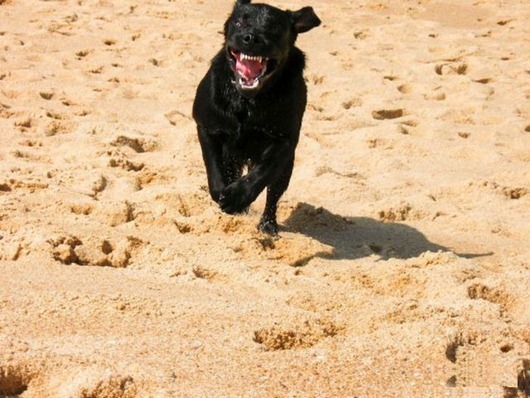 [dogs_079%255B2%255D.jpg]