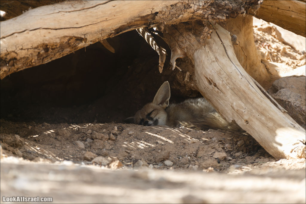 LookAtIsrael.com - Заповедник библейских животных Хай Бар | Hai Bar reserve | חי בר