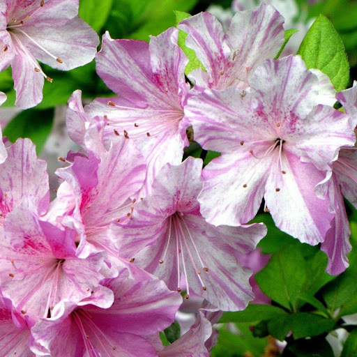 Hd-148773-ascw148773