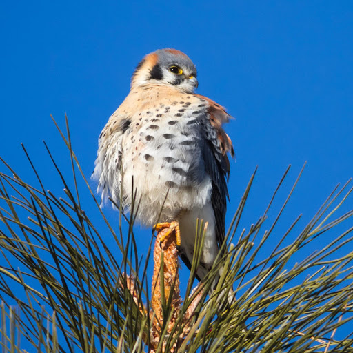 Hd-181293-ascw181293