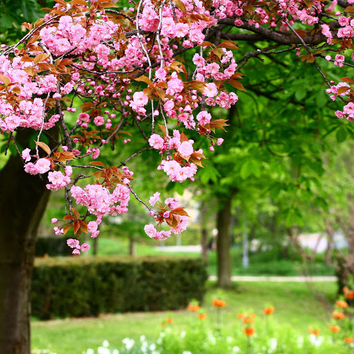 Hd-155771-ascw155771