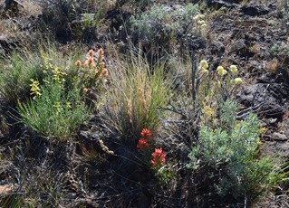 Warner Valley Overlook trail flowers