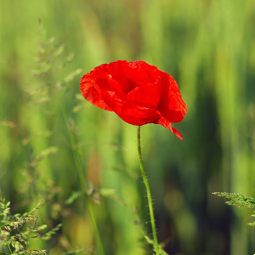 Hd-180220-ascw180220