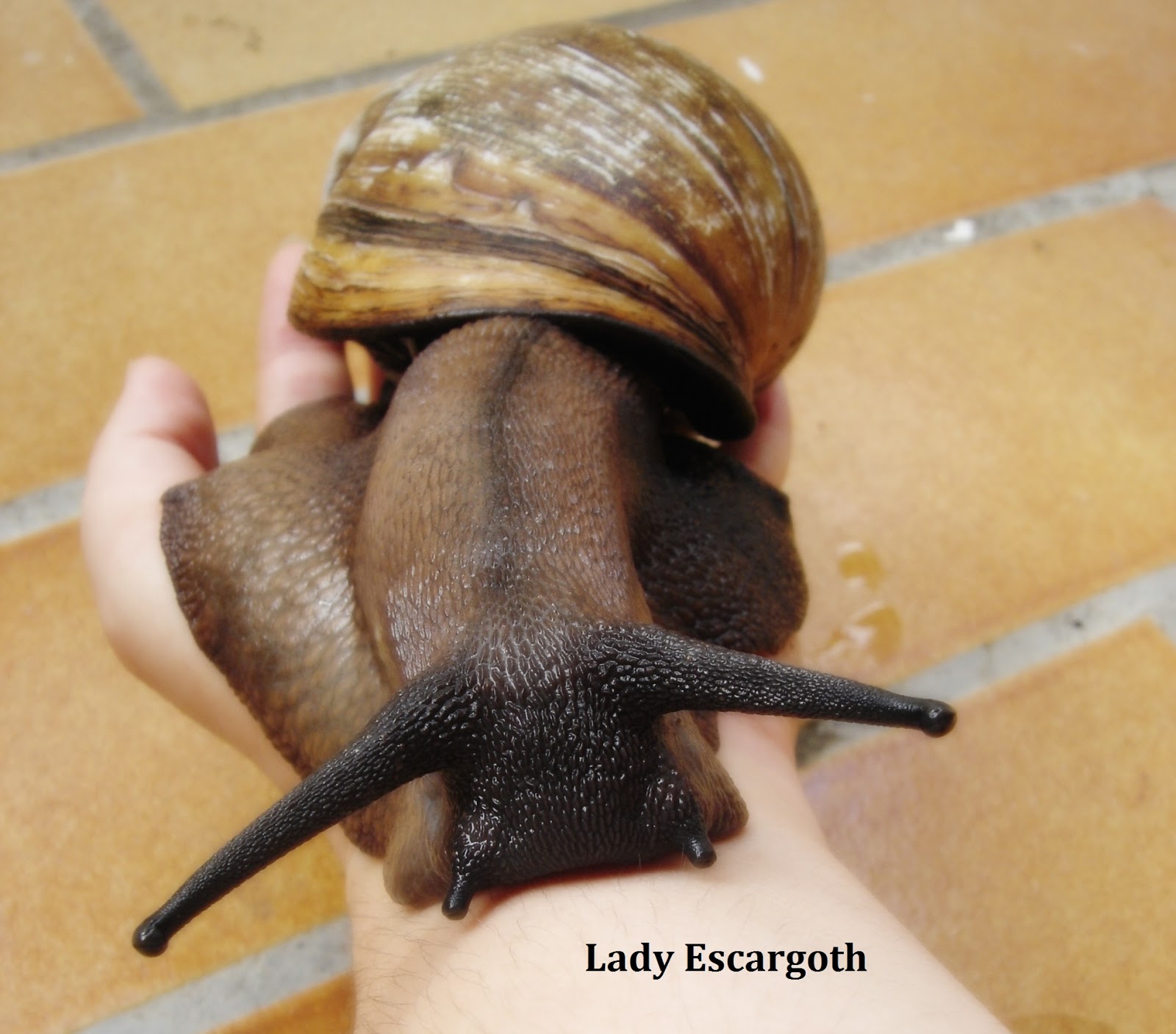 Comment Dit-on Un Gros Escargot En Allemand Les escargots géants de Lady Escargoth: L'escargot géant, un animal de
