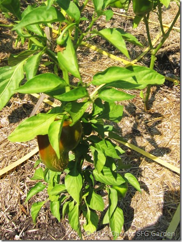 Lipstick_pepper Lipstick_pepper