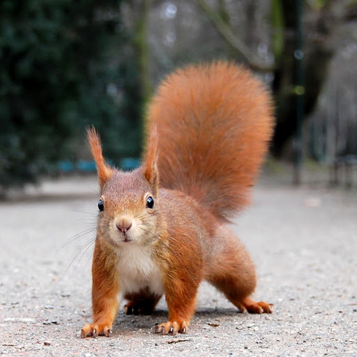 Hd-170861-ascw170861