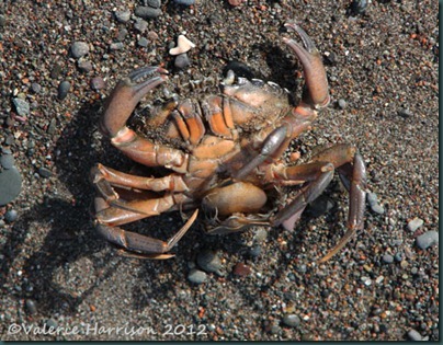 3-crab