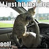 funny dogs and cats