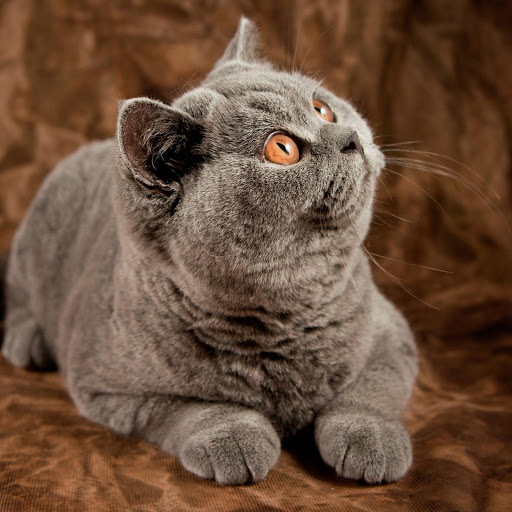 Hd-184061-ascw184061