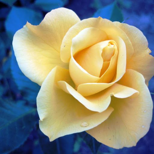 Hd-168228-ascw168228