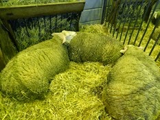 2015.02.26-028 mouton Berrichon du Cher