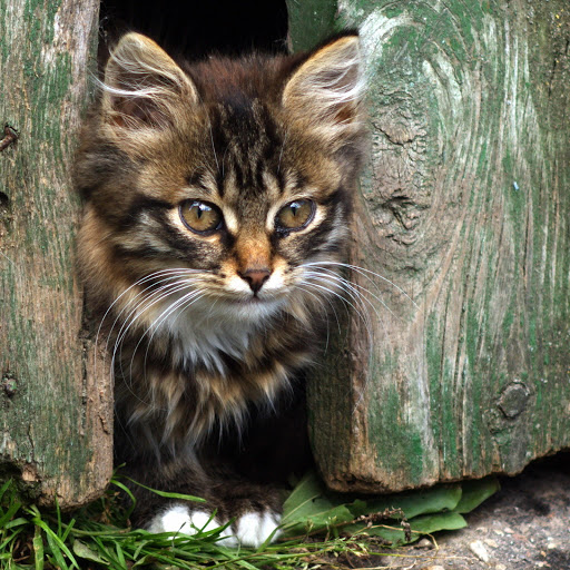 Hd-181053-ascw181053