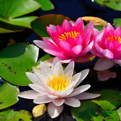 Hd-169961-ascw169961