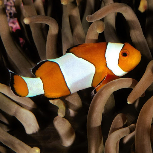 Hd-139729-ascw139729