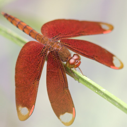 Hd-161256-ascw161256