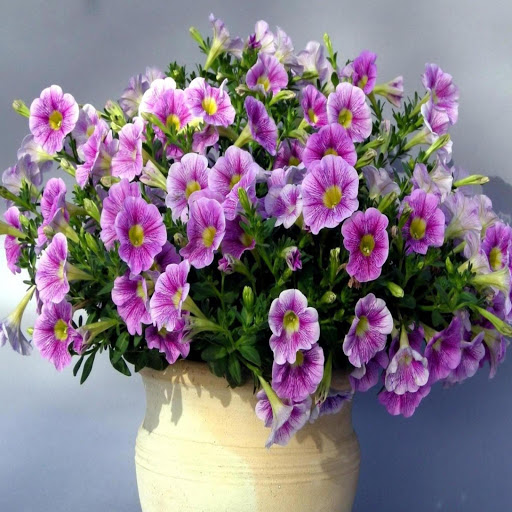 Hd-171994-ascw171994