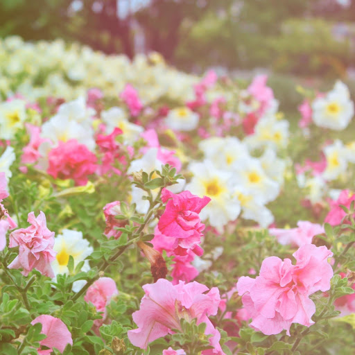 Hd-154300-ascw154300