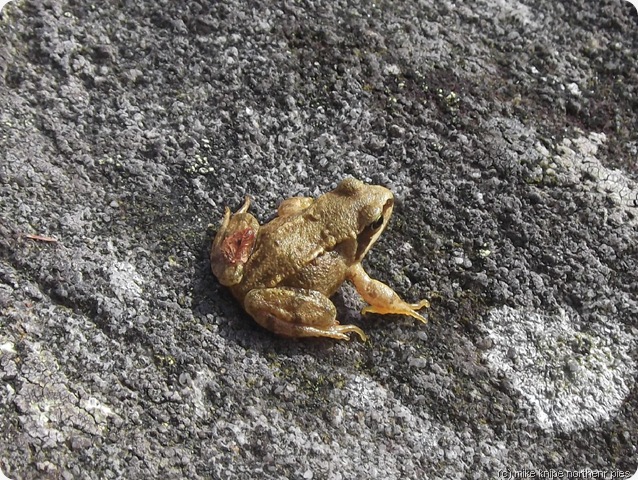 rhinog frog (dim hoppio)