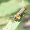 Tricolor Soldier Beetle