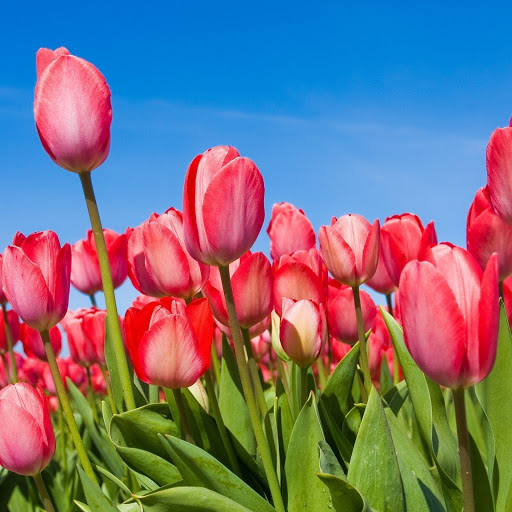 Hd-162063-ascw162063