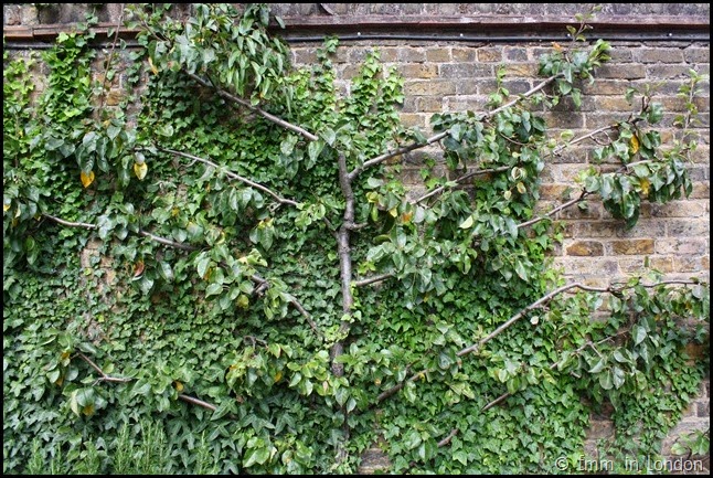 Geffrye Museum - pear tree