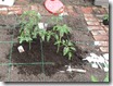Tomato Planting Process plant and soil added