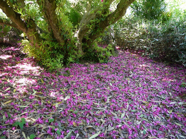 Garden of Heligan in London...! lost-garden-heligen-