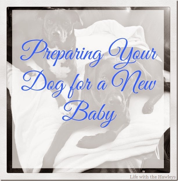 Preparing Your Dog for a New Baby