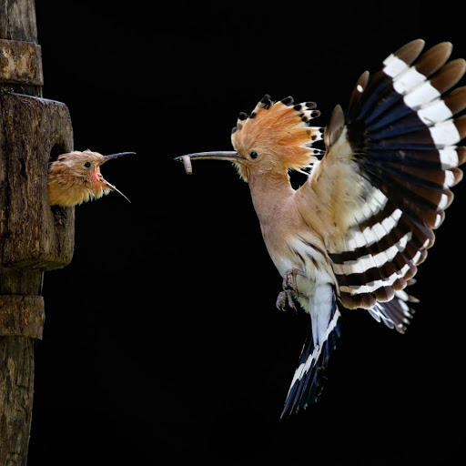 Hd-144468-ascw144468