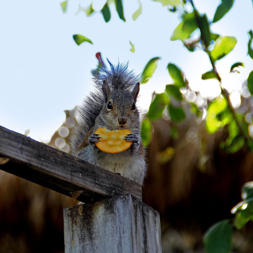 Hd-137494-ascw137494