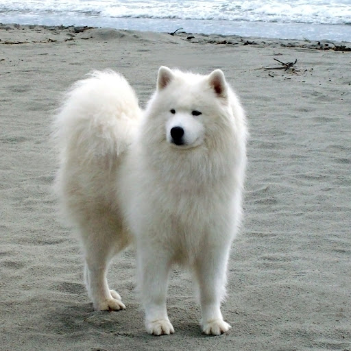 Hd-175516-ascw175516