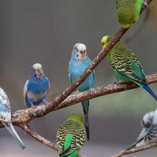 Hd-173310-ascw173310