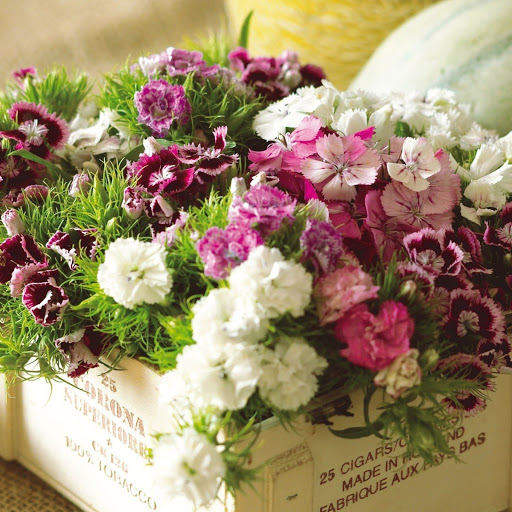 Hd-177733-ascw177733