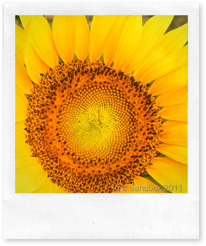 sunflower-macroLR