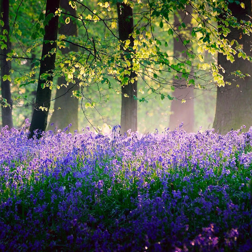 Hd-158779-ascw158779