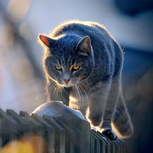 Hd-182107-ascw182107