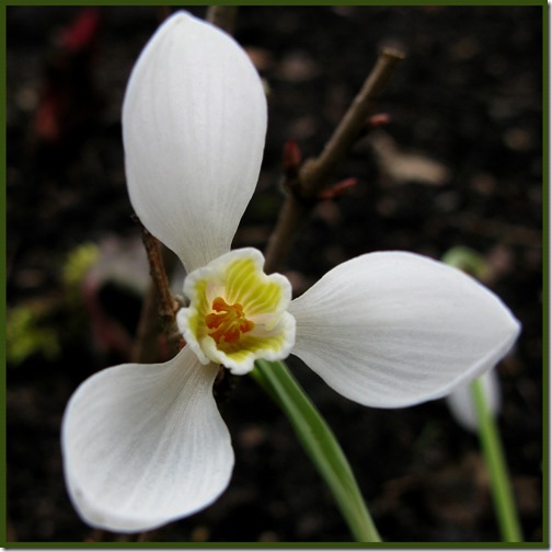 20486Snowdrop