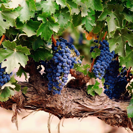 Hd-148069-ascw148069