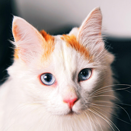 Hd-170324-ascw170324