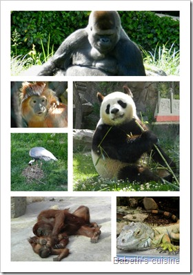 PicMonkey Collage zoo