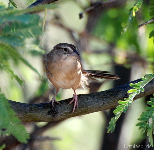 13. botteri's sparrow-kab