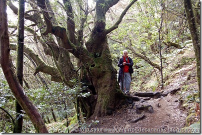 045 Garajonay-El Cedro 045 Garajonay-El Cedro