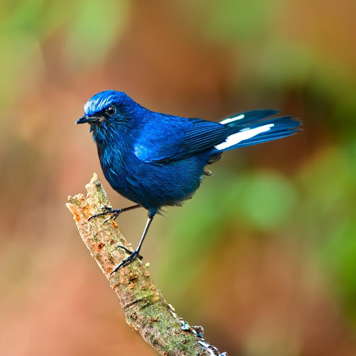 Hd-177775-ascw177775